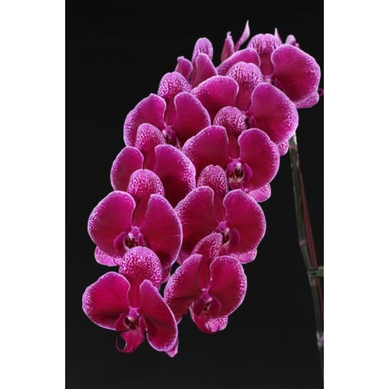 Орхидея Phal. Elegant Magic Sezanne - купить, доставка Украина
